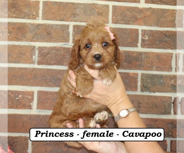 Medium Photo #2 Cavapoo (Miniature) Puppy For Sale in CLARKRANGE, TN, USA