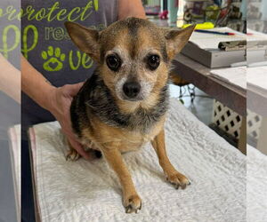 Chihuahua Dogs for adoption in Benton, LA, USA