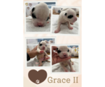 Image preview for Ad Listing. Nickname: Grace II