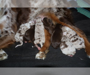 Miniature Australian Shepherd Puppy for sale in ADAIR VILLAGE, OR, USA