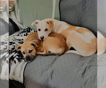 Small #4 Bulldog Mix