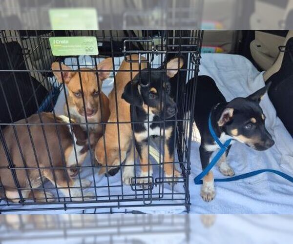 Medium Photo #3 Chihuahua-Unknown Mix Puppy For Sale in Mt. Laurel, NJ, USA