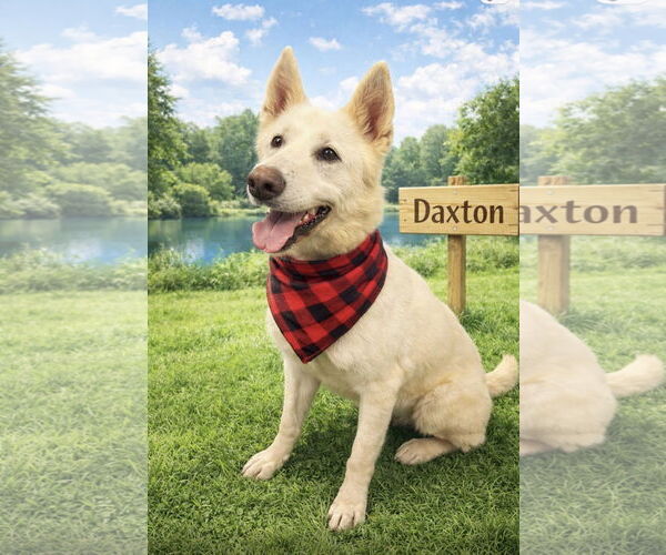 Medium Photo #6 Siberian Husky-Unknown Mix Puppy For Sale in Euless, TX, USA