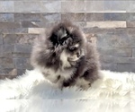Small #9 Pomeranian