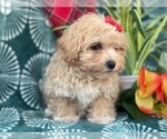 Small Photo #14 Poovanese Puppy For Sale in LAKELAND, FL, USA
