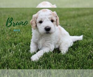 Goldendoodle (Miniature) Puppy for sale in NORTH LIBERTY, IN, USA
