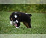 Small #2 Miniature Australian Shepherd