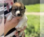 Small #13 Ausky-Great Pyrenees Mix