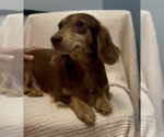 Small #2 Dachshund