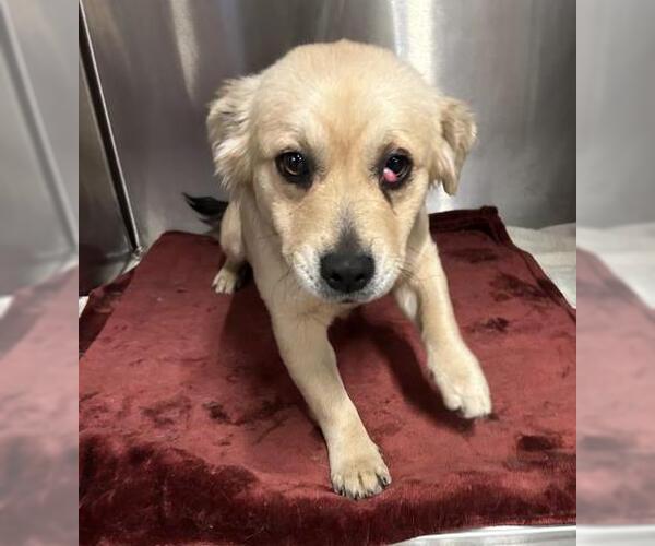 Medium Photo #1 Mutt Puppy For Sale in San Martin, CA, USA