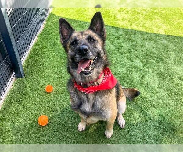 Medium Photo #5 German Shepherd Dog Puppy For Sale in Orange, CA, USA