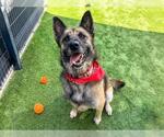 Small #4 German Shepherd Dog