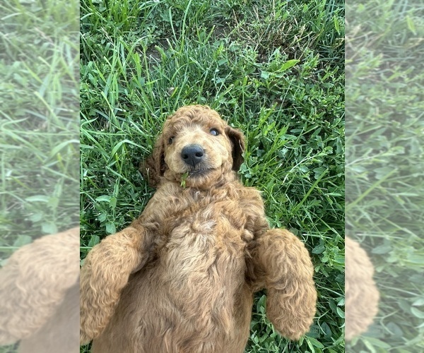 Medium Photo #6 Poodle (Standard) Puppy For Sale in ELKHORN, WI, USA