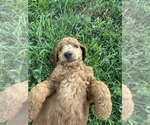 Small #5 Poodle (Standard)