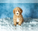 Small Photo #6 Poodle (Miniature) Puppy For Sale in SHIPSHEWANA, IN, USA