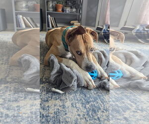 Great Dane Dogs for adoption in PIPE CREEK, TX, USA