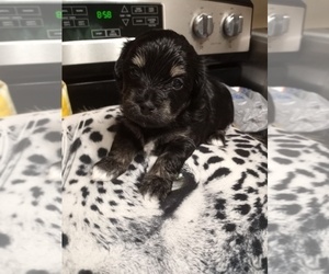 Coton de Tulear Puppy for Sale in LEWISVILLE, Texas USA