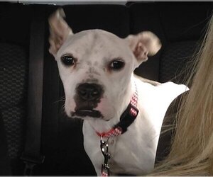 Marlee (Forever Foster) - Female Bullboxer Pit Dog for Adoption - Photo #2