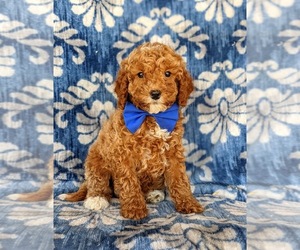 Cock-A-Poo-Poodle (Miniature) Mix Puppy for sale in KIRKWOOD, PA, USA