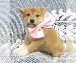 Small Photo #3 Shiba Inu Puppy For Sale in NORWOOD, MO, USA