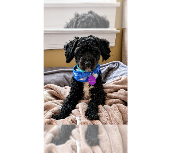 Medium Photo #2 Maltipoo (Miniature) Puppy For Sale in Greenbelt, MD, USA