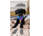 Small #1 Maltipoo (Miniature)