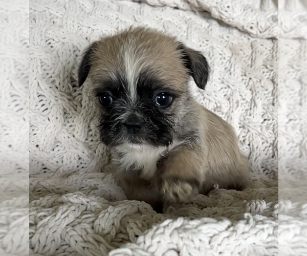 Medium Photo #2 French Bulldog Puppy For Sale in DENTON, MD, USA