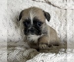 Small #1 French Bulldog
