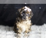 Puppy Ms Cocoa YorkiePoo
