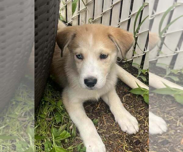 Medium Photo #7 Siberian Husky-Unknown Mix Puppy For Sale in New York, NY, USA