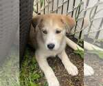 Small #6 Siberian Husky Mix