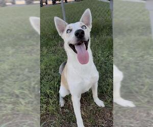 RORY - Female Siberian Husky-Unknown Mix Dog for Adoption - Photo #3