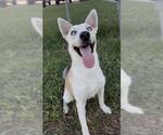 Small Photo #3 Siberian Husky-Unknown Mix Puppy For Sale in Rosenberg, TX, USA
