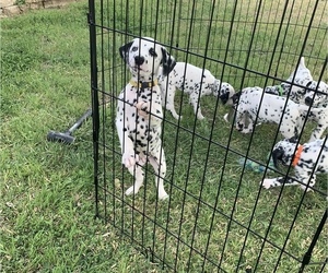 Dalmatian Puppy for sale in TEMPLE, TX, USA