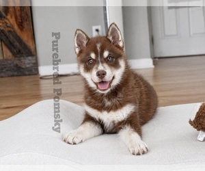 Pomsky Puppy for sale in KANSAS CITY, MO, USA