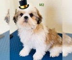 Puppy Cobra Shih Tzu