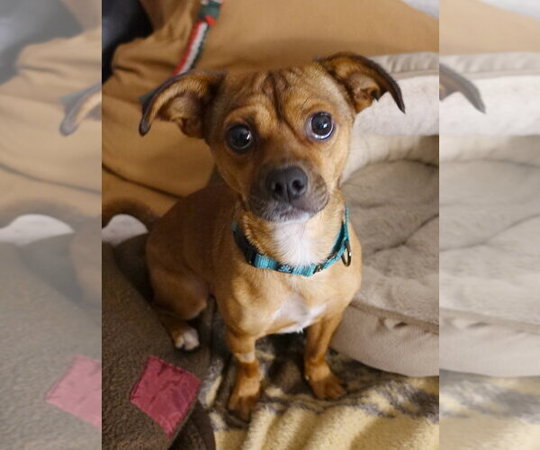 Medium Photo #6 Chihuahua-Unknown Mix Puppy For Sale in Santa Clara, CA, USA