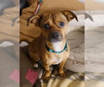 Small #5 Chihuahua Mix