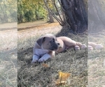 Small Photo #10 American Bully Puppy For Sale in MARTELL, NE, USA