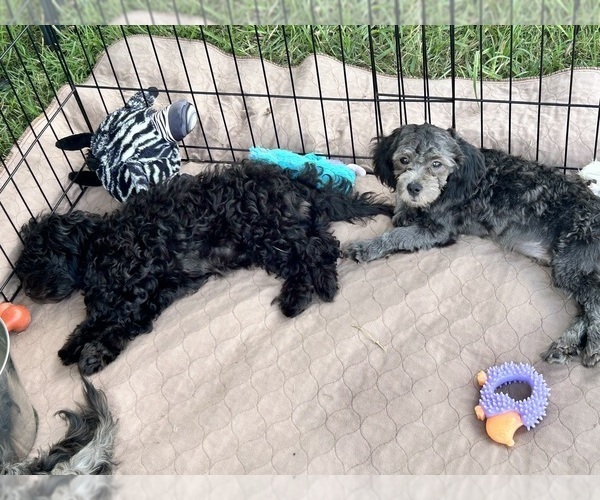 Medium Photo #9 ShihPoo Puppy For Sale in GLOUCESTER, VA, USA