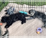 Small Photo #9 ShihPoo Puppy For Sale in GLOUCESTER, VA, USA