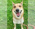 Small German Shepherd Dog