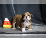 Puppy Puppy 2 English Bulldog
