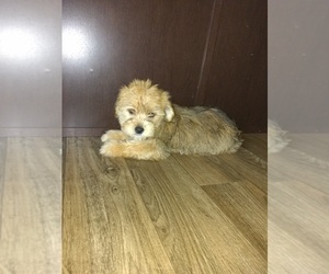 Yorkshire Terrier Puppy for sale in LAPEER, MI, USA
