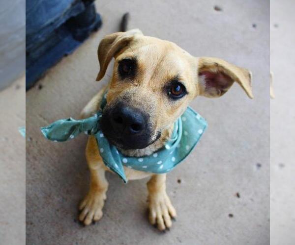 Medium Photo #1 Mutt Puppy For Sale in White Bluff, TN, USA