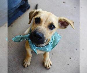 Mutt Dogs for adoption in White Bluff, TN, USA