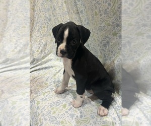 Boxer Puppy for Sale in CLAREMORE, Oklahoma USA