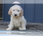 Small Photo #1 Goldendoodle Puppy For Sale in BLOOMINGTON, IN, USA
