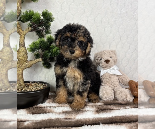 Medium Photo #5 YorkiePoo Puppy For Sale in FRANKLIN, IN, USA
