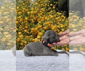 French Bulldog Puppy for sale in MODESTO, CA, USA